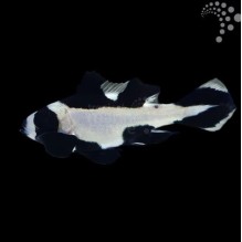 Macolour Sweetlips