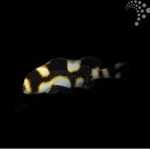 Oriental Sweetlips