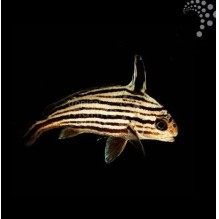 Hi-Hat Sweetlips