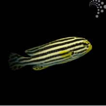 Striped Sweetlips