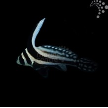 Spotted Drum Sweetlips