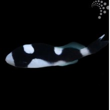 Panda Sweetlips
