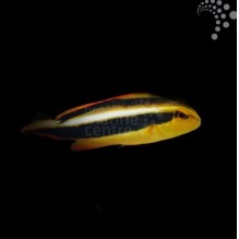 Golden Sweetlips