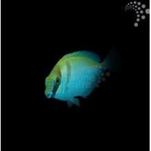 Masked Rabbitfish