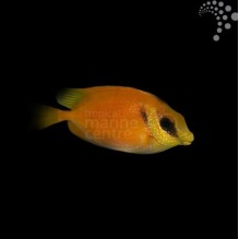 Yellow Rabbitfish