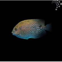 Orange Spot Rabbitfish
