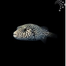 Scribbled Dogface Pufferfish