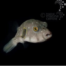 Coloured Dogface Pufferfish