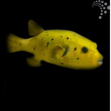 Yellow Dogface Pufferfish