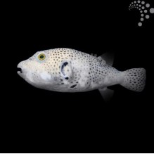 Starry Dogface Pufferfish