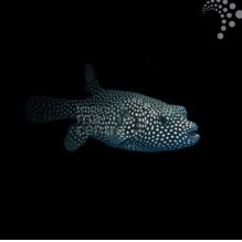 Spotted Dogface Pufferfish