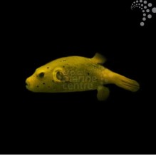Golden Dogface Pufferfish