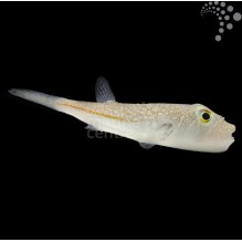 Common Dogface Pufferfish