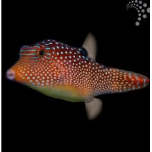Jewel Pufferfish