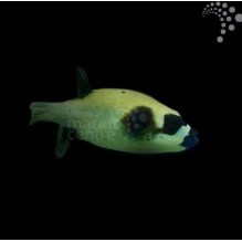 Panda Dogface Pufferfish