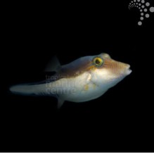 Caribbean White Belly Pufferfish