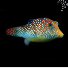 Blue Spot Pufferfish