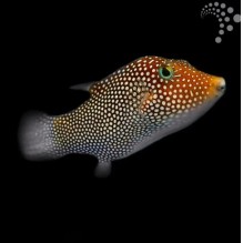Maldive Pufferfish