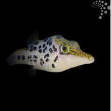 Leopard Pufferfish