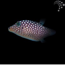 Jactator Pufferfish