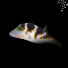 Smith's Gold Spot Pufferfish