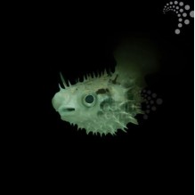 Spiny Pufferfish