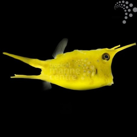 Longhorn Cowfish Longhorn Cowfish