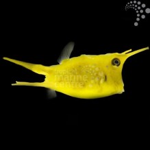 Longhorn Cowfish