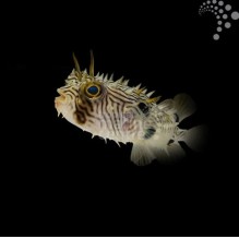 Spiny Boxfish