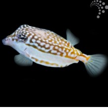 Whitleyi Hawaiian Boxfish