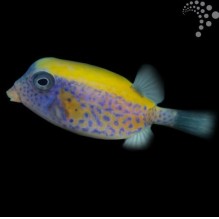 Red Sea Boxfish