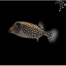 Black Boxfish