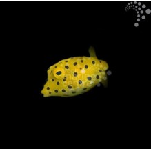 Yellow Boxfish