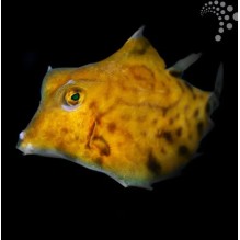 Hovercraft Cowfish