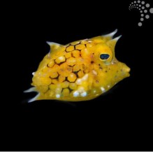 Thornback Cowfish