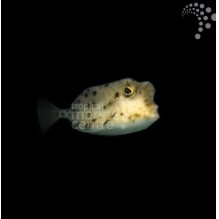 Common Boxfish