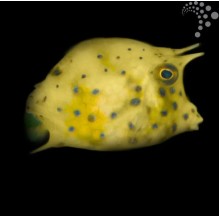 Caribbean Cowfish