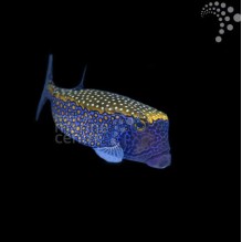 Hawaiian Blue Boxfish