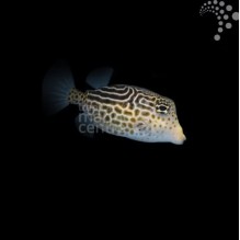 Scribble Boxfish