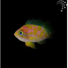 Orange Spot Anthias