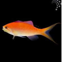Dispar Anthias