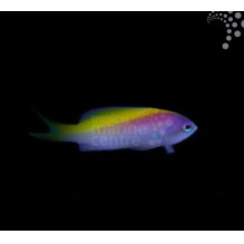 Yellow Back Anthias
