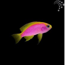 Ventralis Anthias
