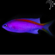 Tuka Anthias