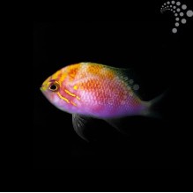 Fat Head Anthias