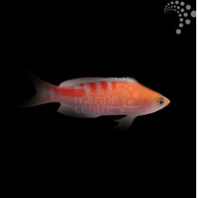 Lori Anthias