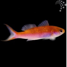 Split Fin Anthias