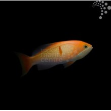 Bleeding Heart Anthias