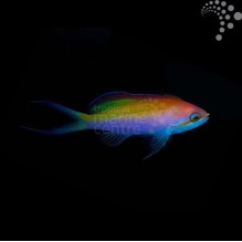 Carberryi Anthias