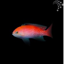Scribbled Anthias